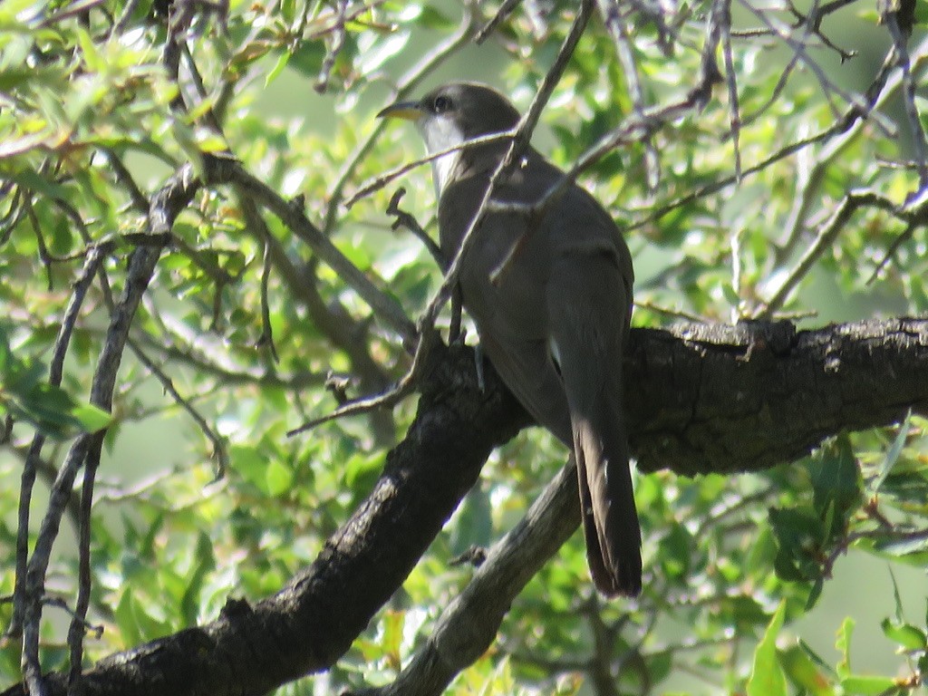 Yellow-billed Cuckoo - ML623610200