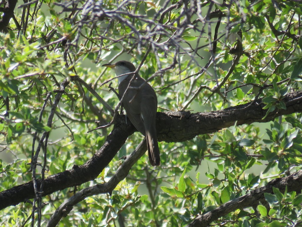 Yellow-billed Cuckoo - ML623610201