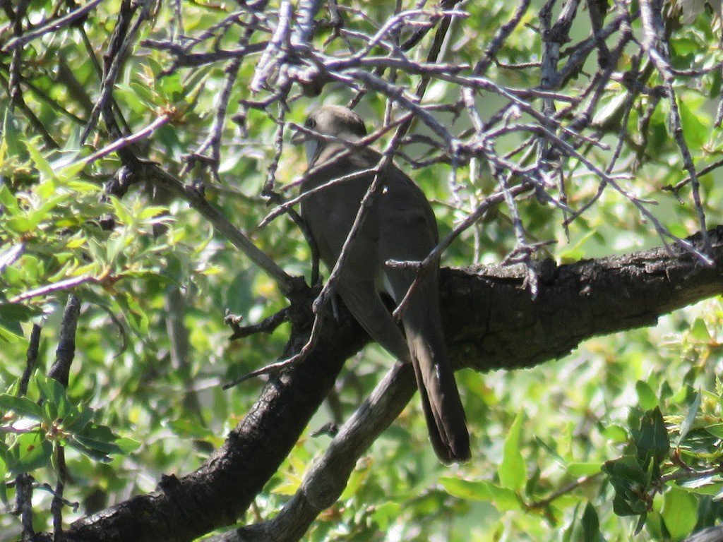 Yellow-billed Cuckoo - ML623610202