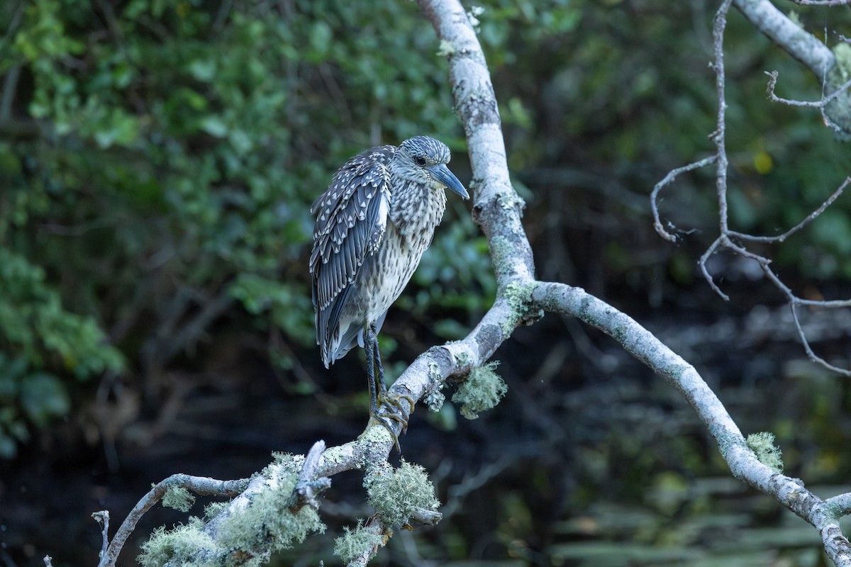 Yellow-crowned Night Heron - ML623610265