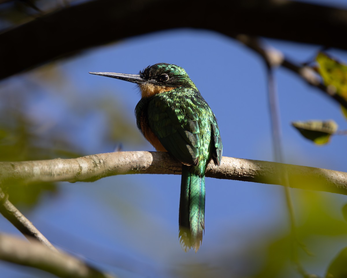 Rufous-tailed Jacamar - Ligia De Lima Carvalho