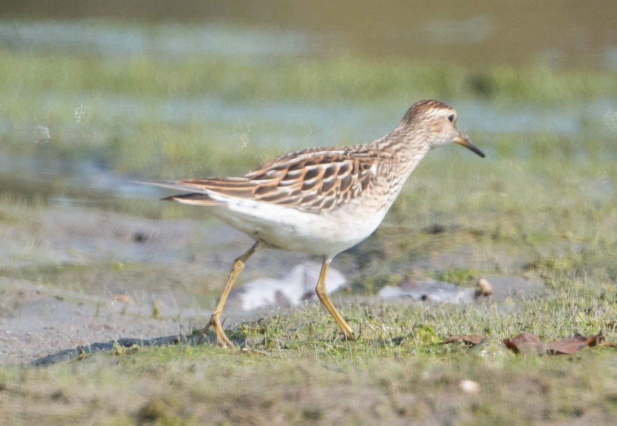 Bécasseau à poitrine cendrée - ML623610340