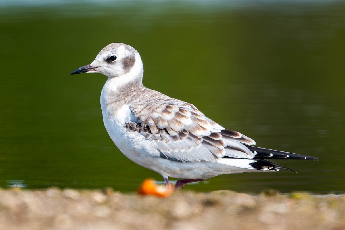 Mouette de Bonaparte - ML623610343