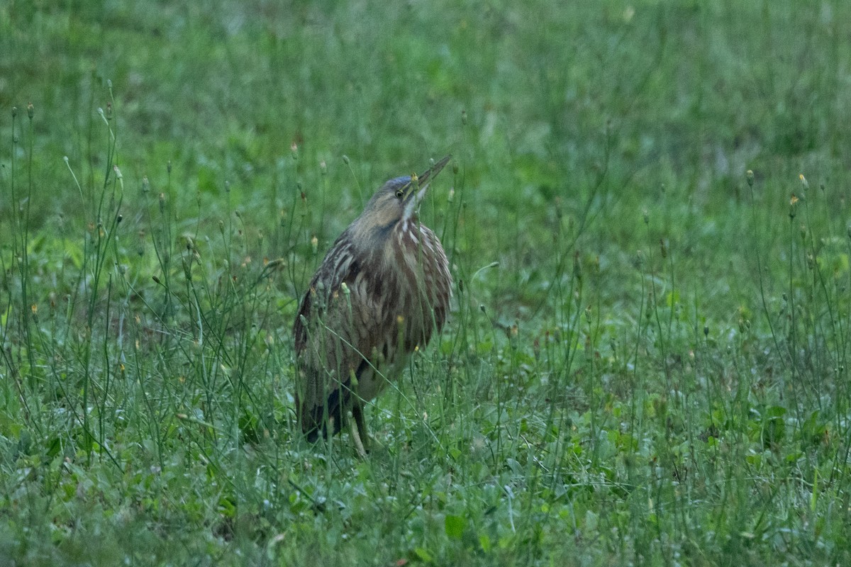 American Bittern - ML623610346