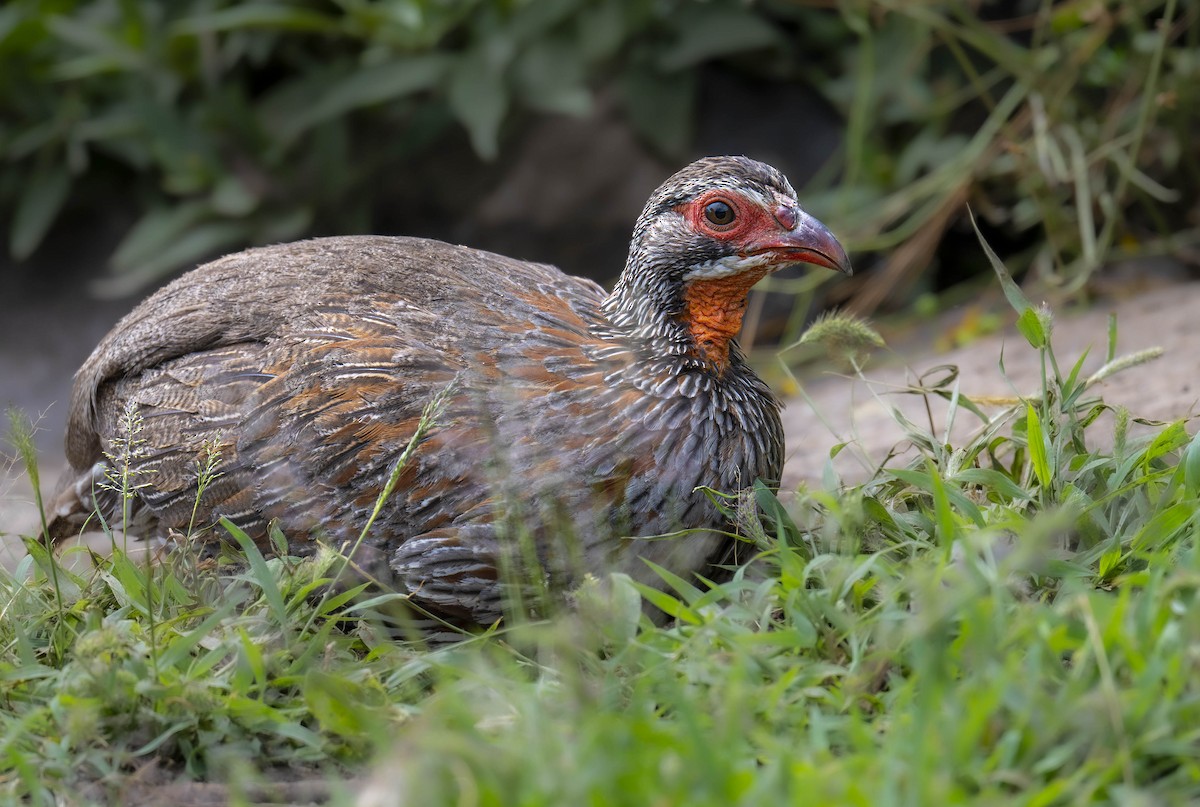 Francolin à poitrine grise - ML623610347