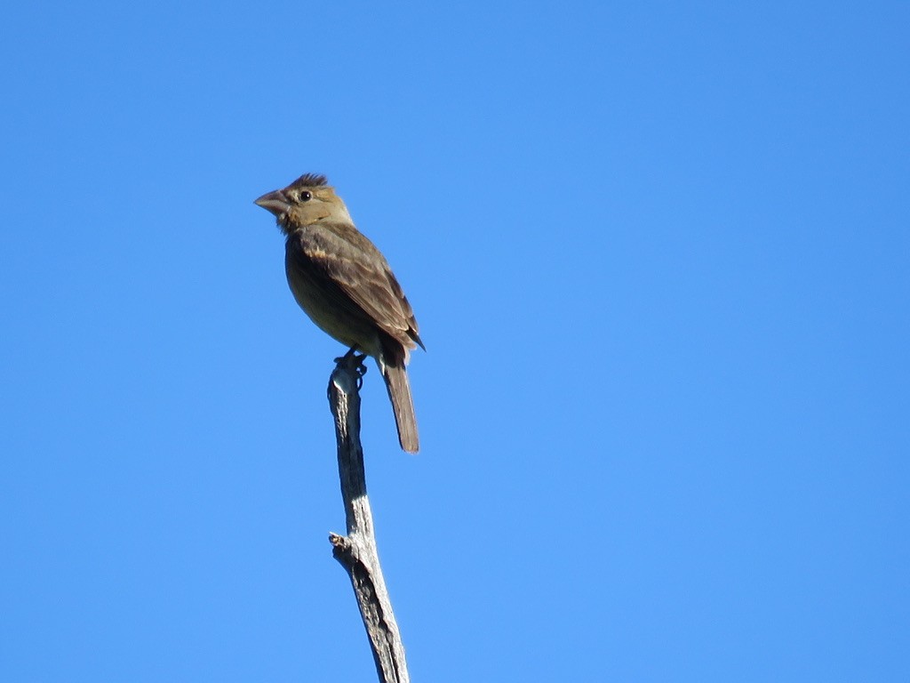 Blue Grosbeak - Karen Vandzura