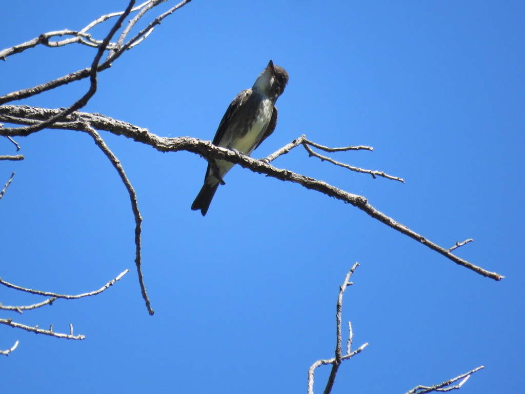 Greater Pewee - ML623610356