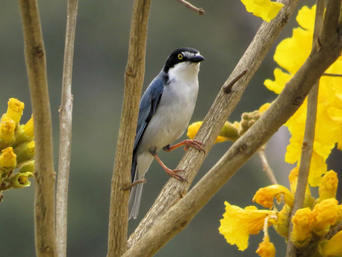 Hooded Tanager - ML623610364