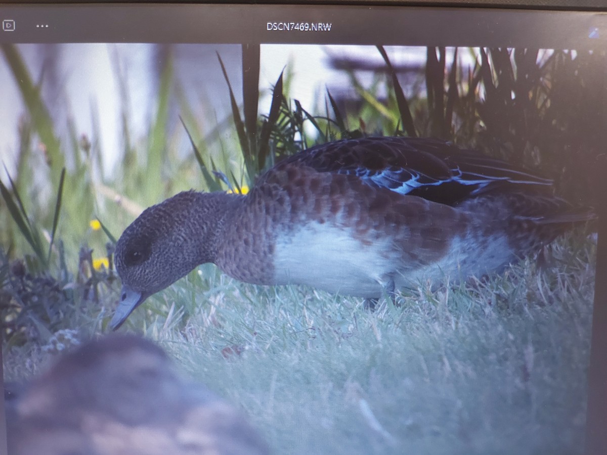 American Wigeon - ML623610365