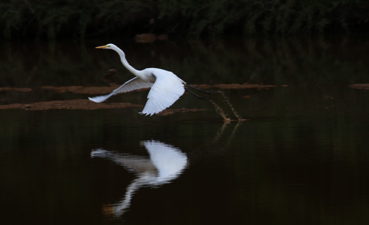 Great Egret - ML623610380
