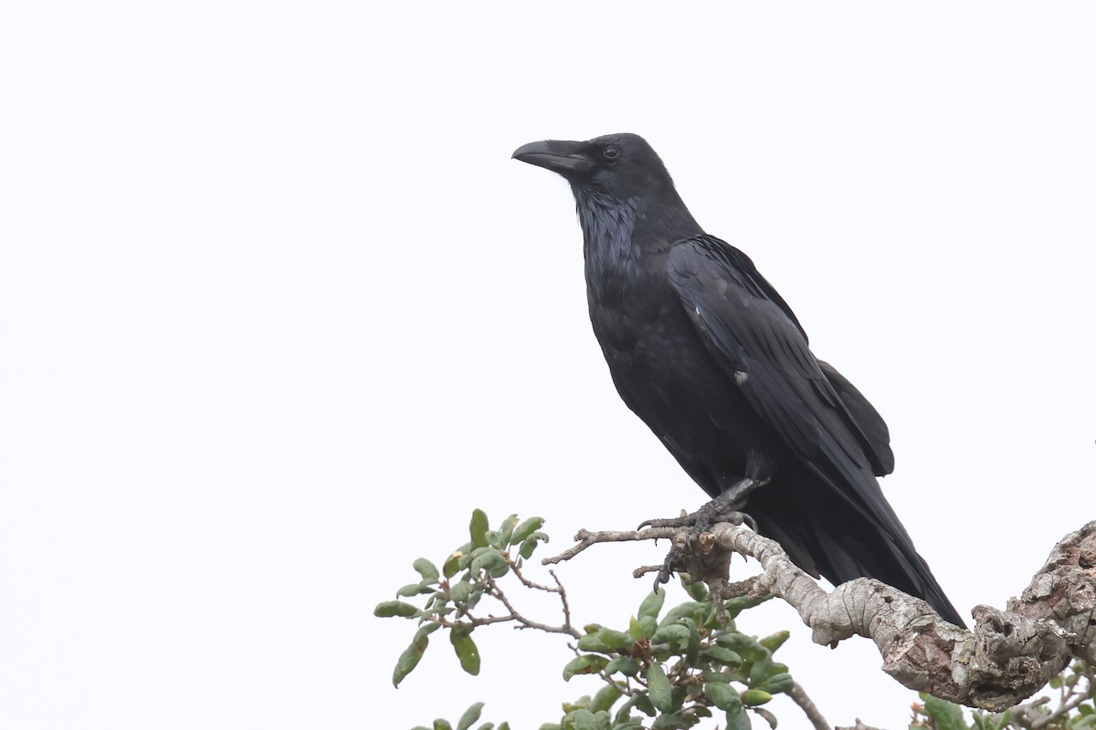 Common Raven - ML623610410