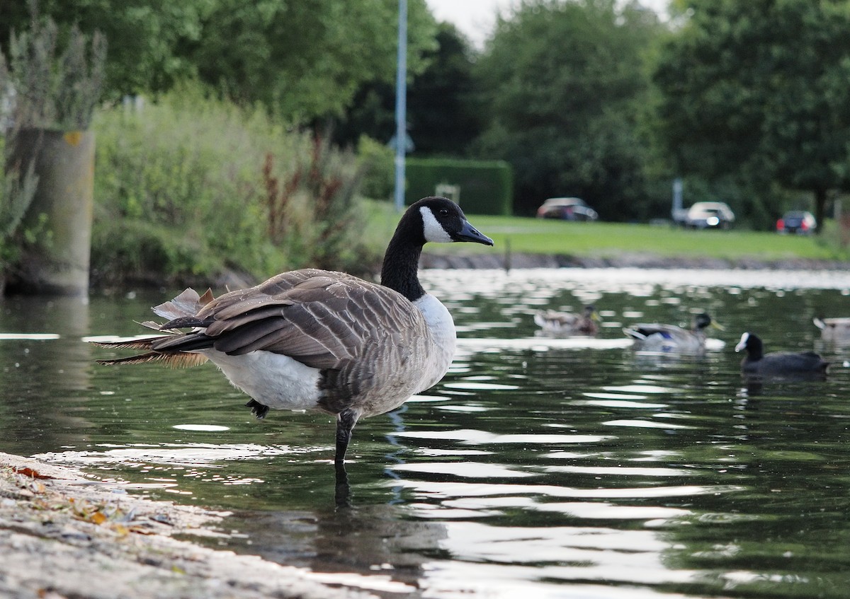 Canada Goose - James Tatlow