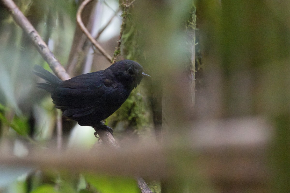 Blackish Tapaculo - ML623610439