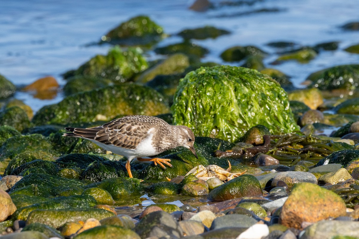 Ruddy Turnstone - ML623610493