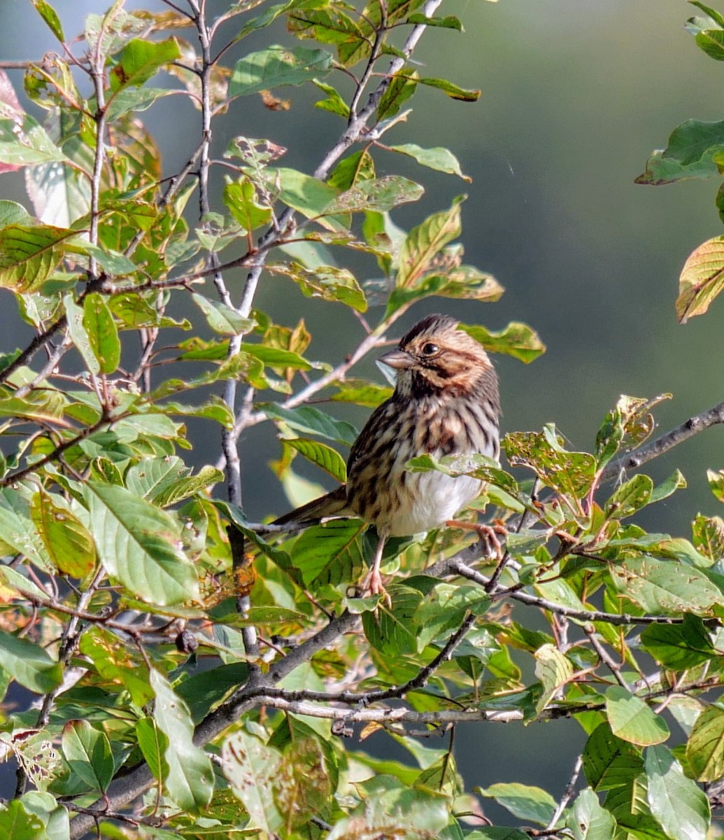 Song Sparrow - ML623610499