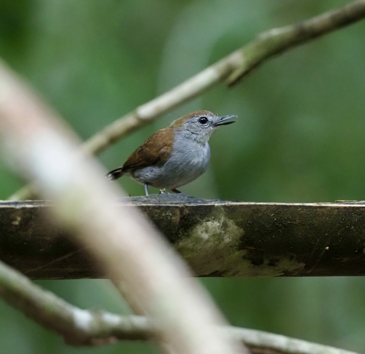 Xingu Scale-backed Antbird - ML623610515