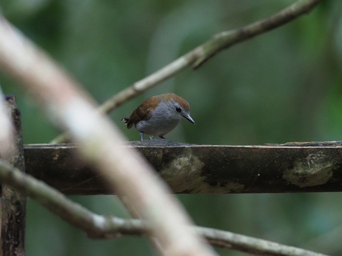 Xingu Scale-backed Antbird - ML623610516