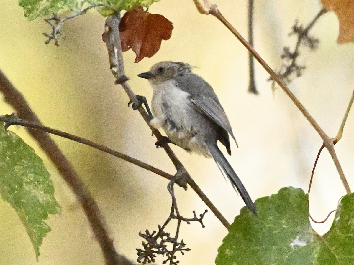 Bushtit - ML623610524