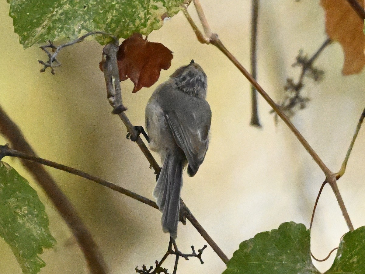 Bushtit - ML623610526