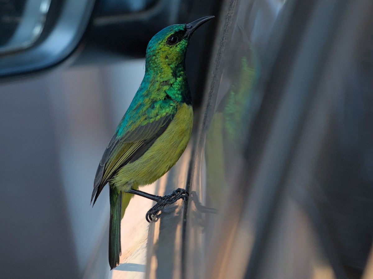 Collared Sunbird - ML623610536