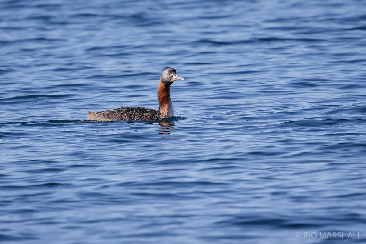 Great Grebe - ML623610549