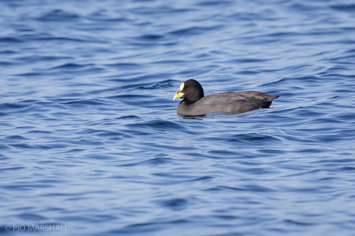 Red-gartered Coot - ML623610553