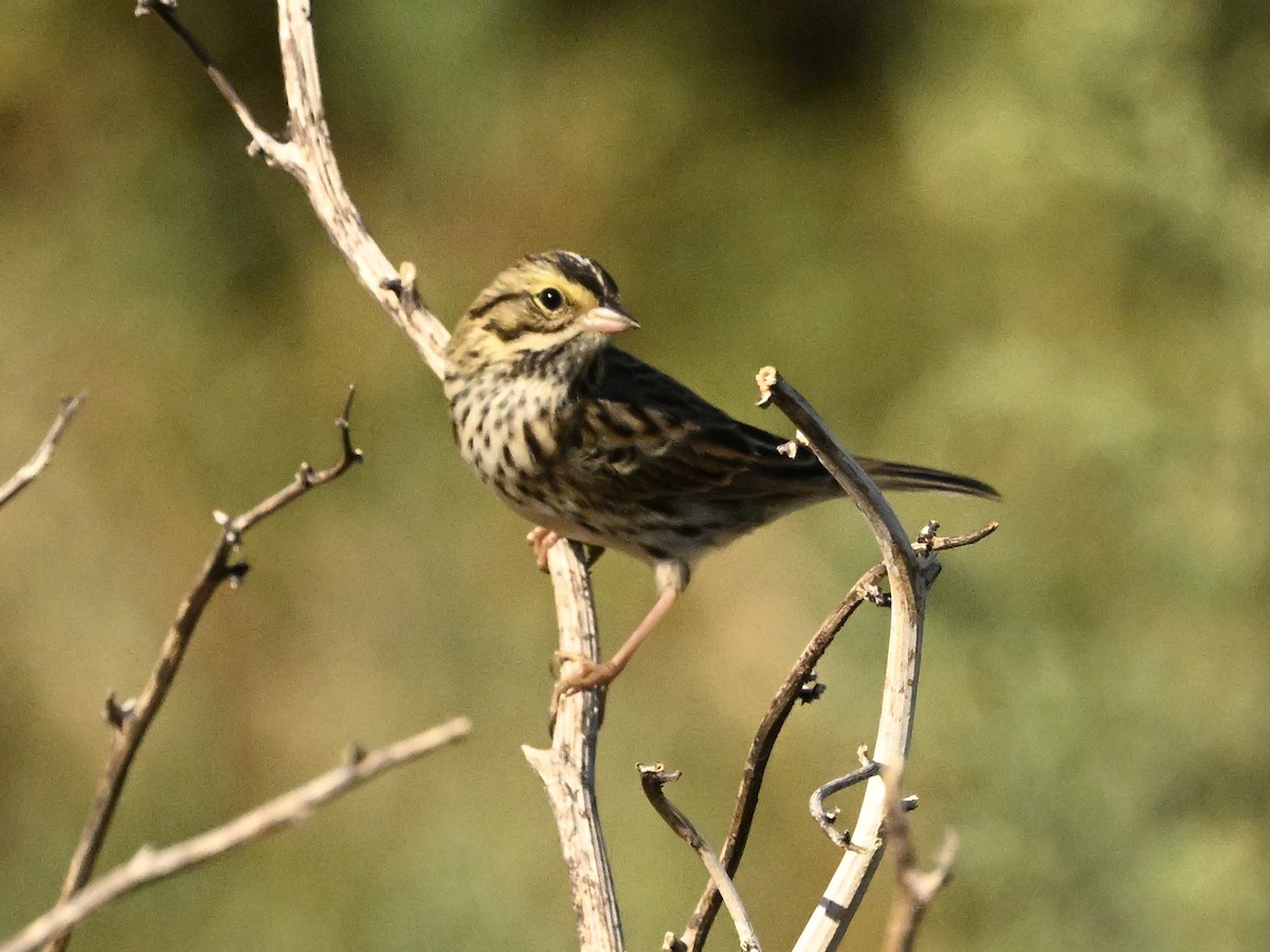 Savannah Sparrow - Larry Jordan