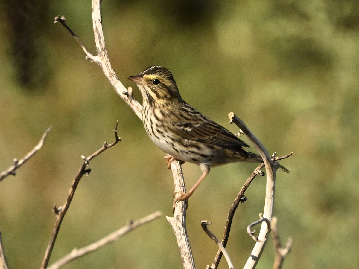 Savannah Sparrow - ML623610555