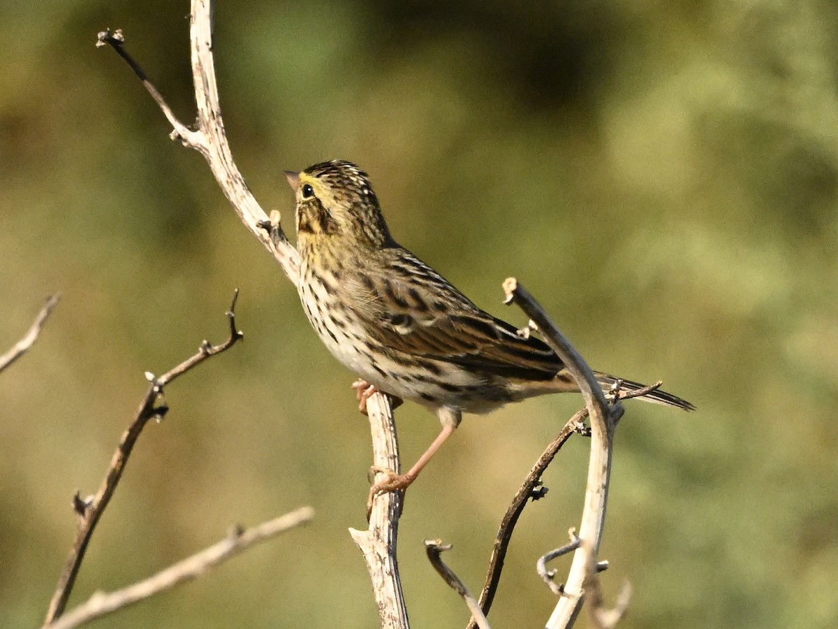 Savannah Sparrow - ML623610556