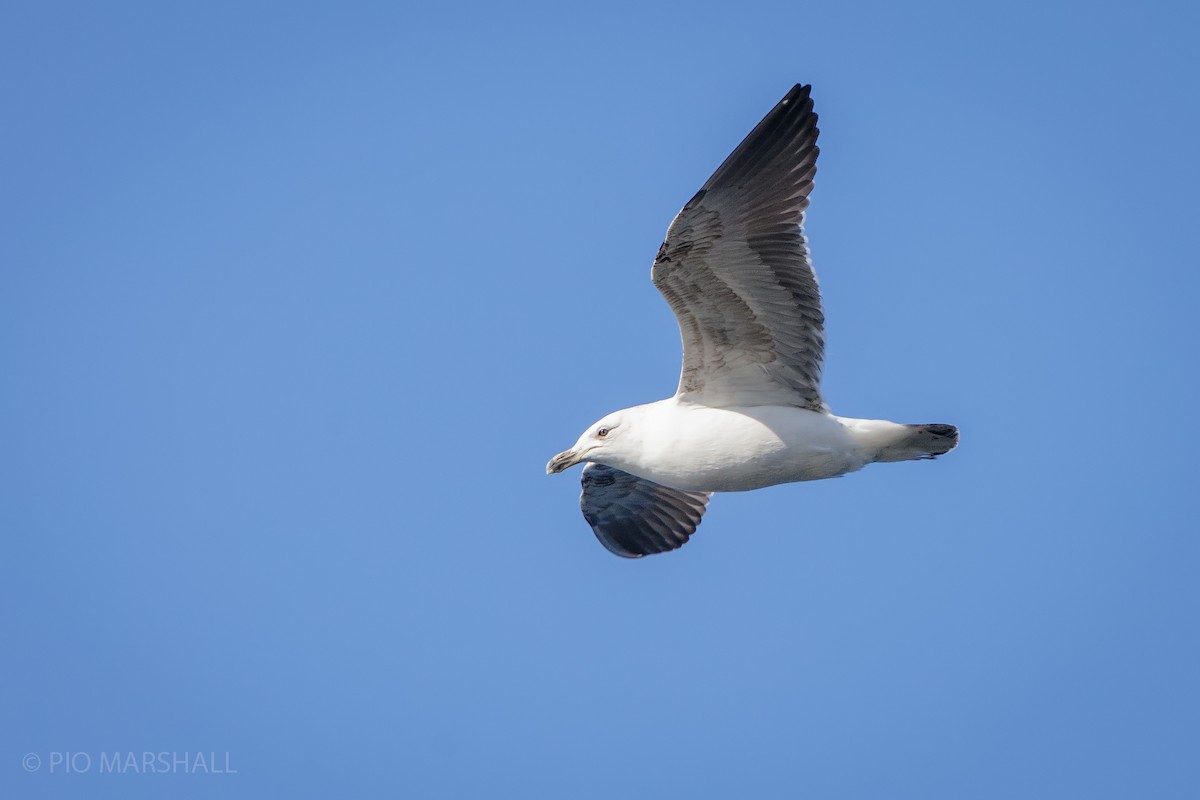 Kelp Gull - ML623610558