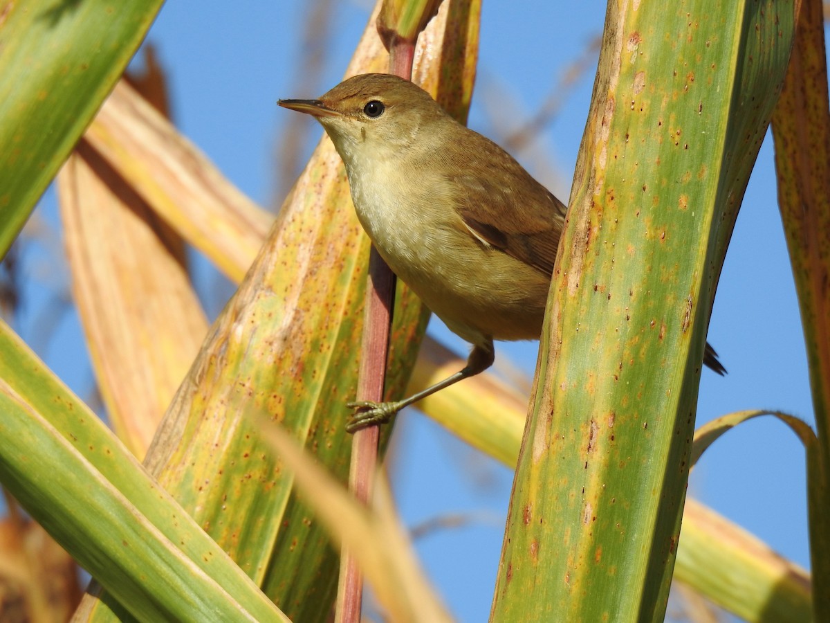 Common Reed Warbler - ML623610565