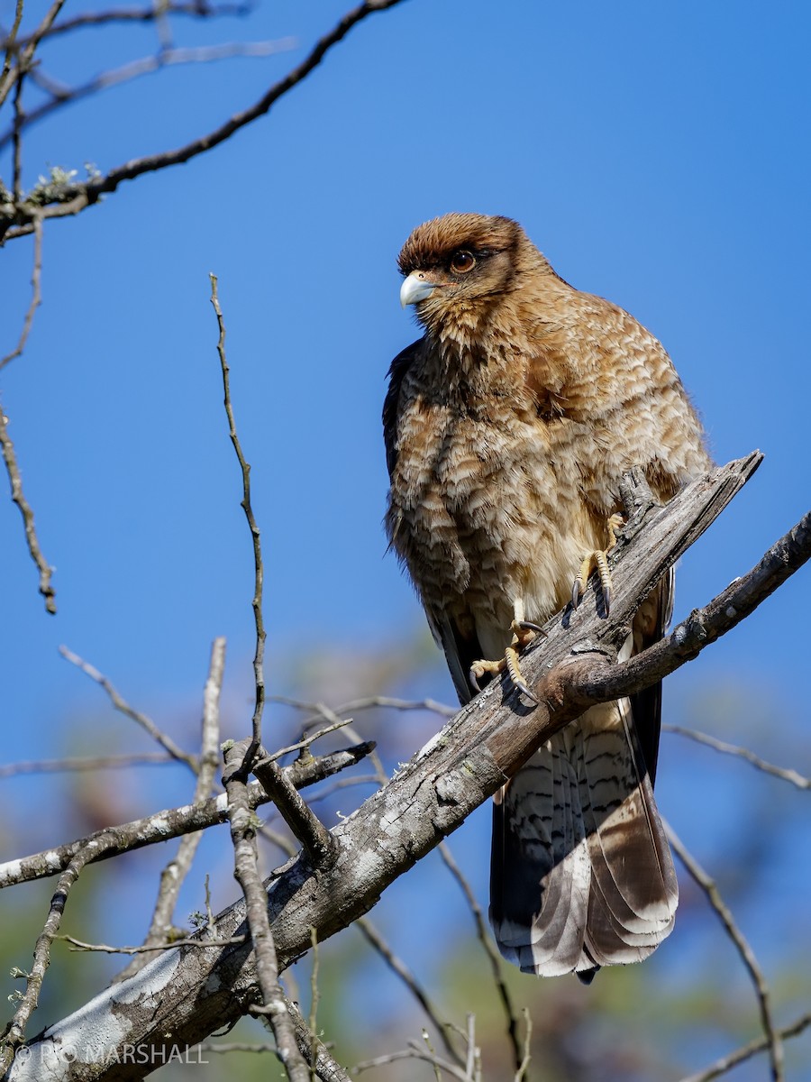 Chimango Caracara - ML623610571