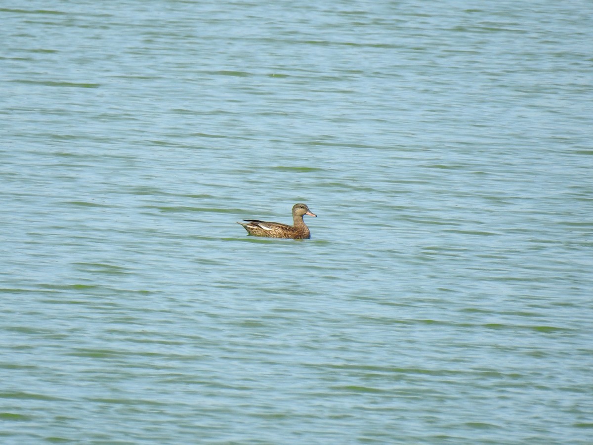 Gadwall - ML623610595