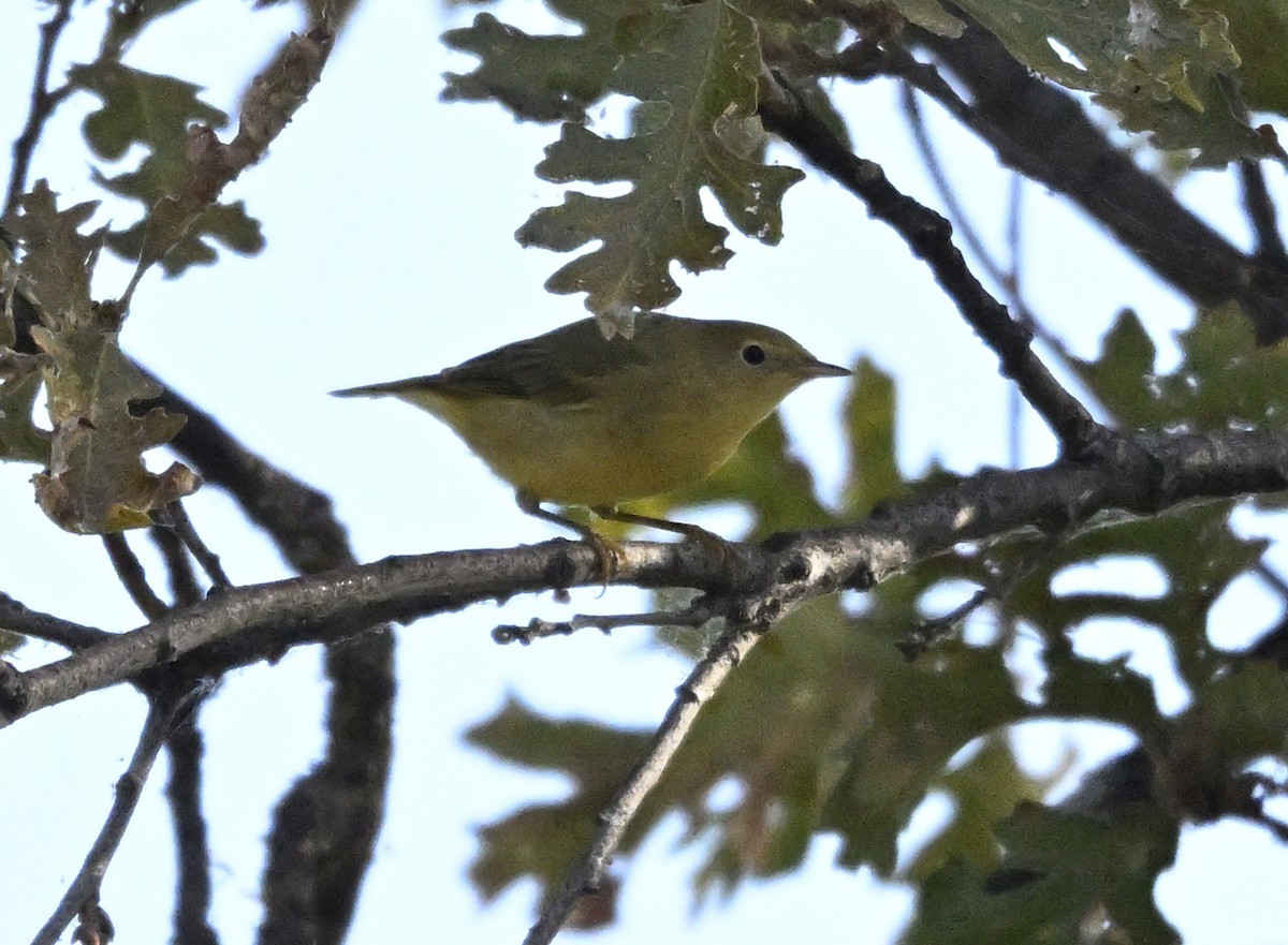 Yellow Warbler - ML623610597