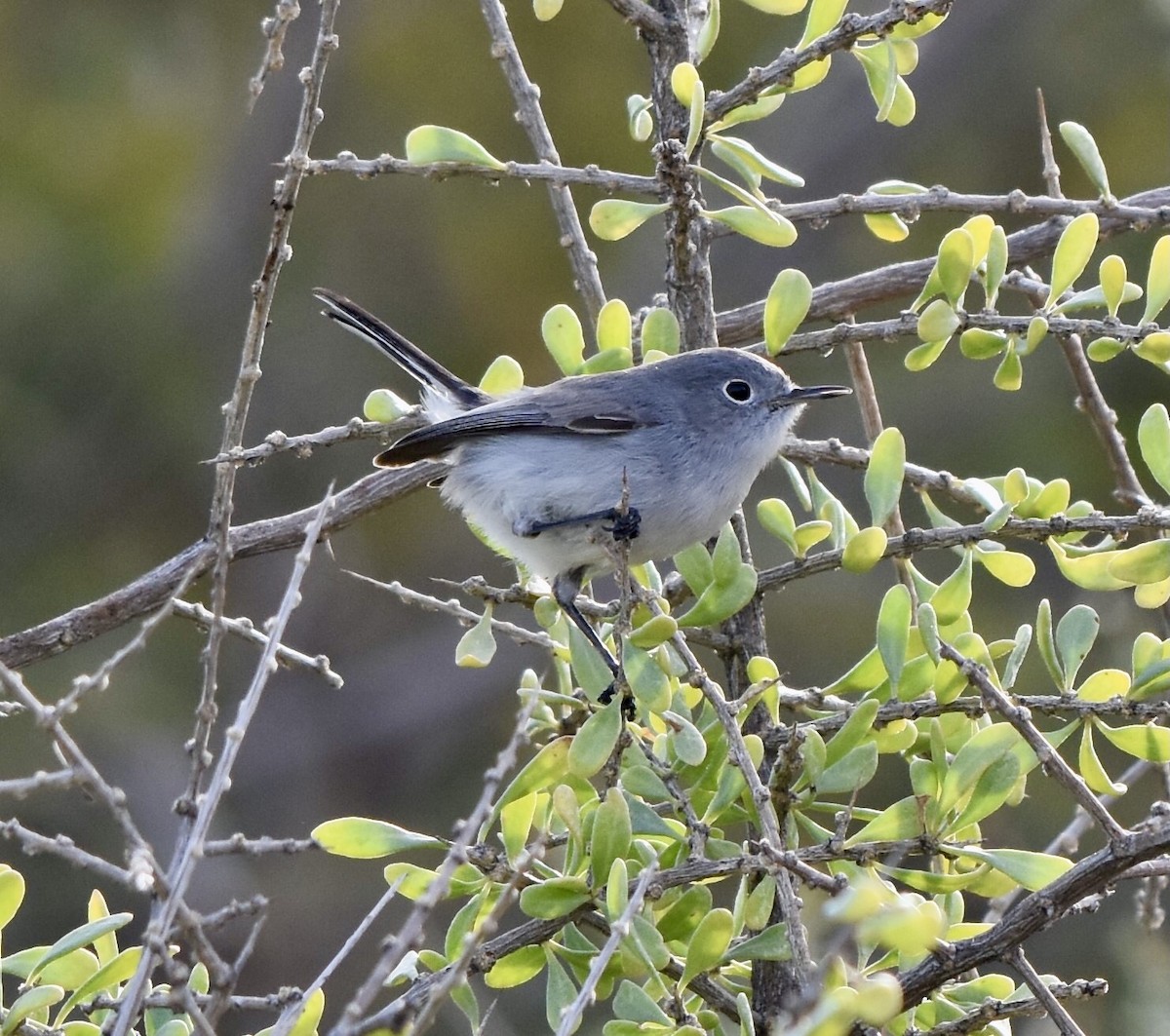 Black-tailed Gnatcatcher - ML623610614