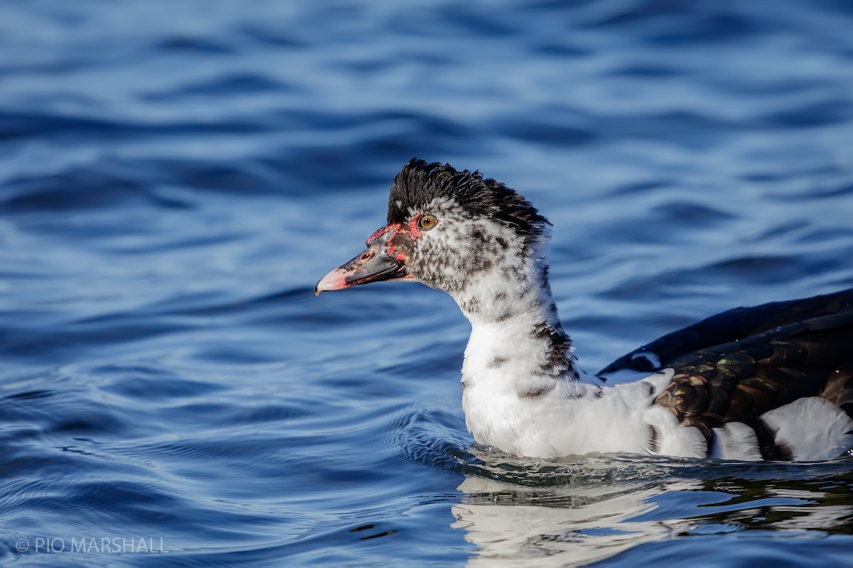 Muscovy Duck - ML623610625