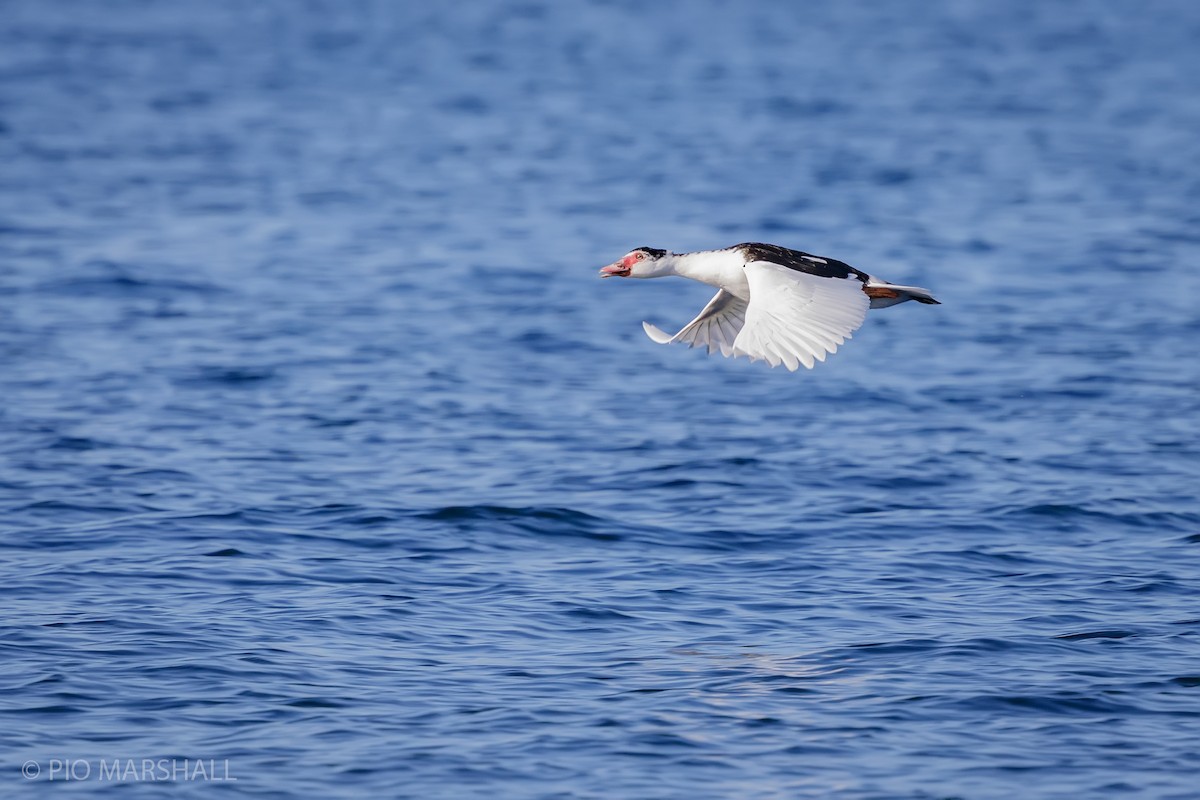 Muscovy Duck - Pio Marshall