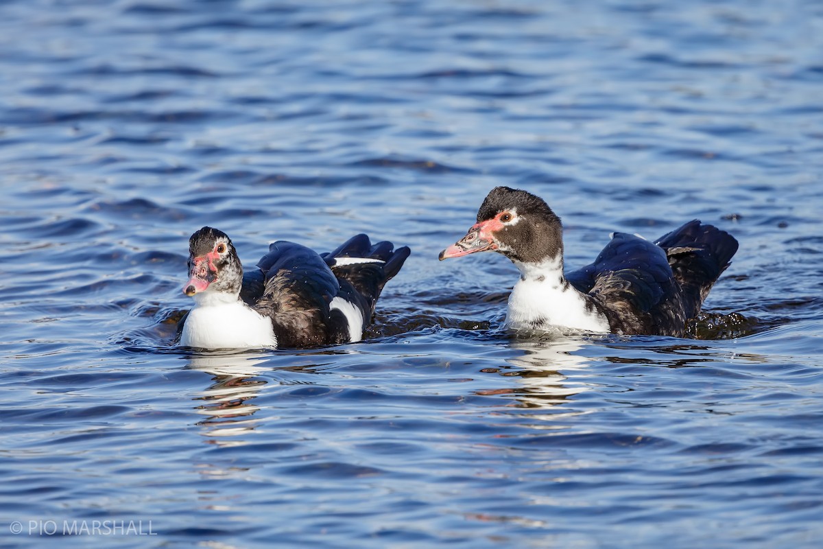 Muscovy Duck - ML623610627