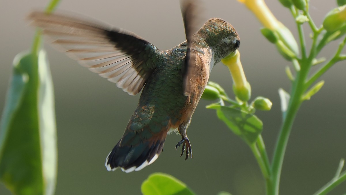 Rufous Hummingbird - ML623610683