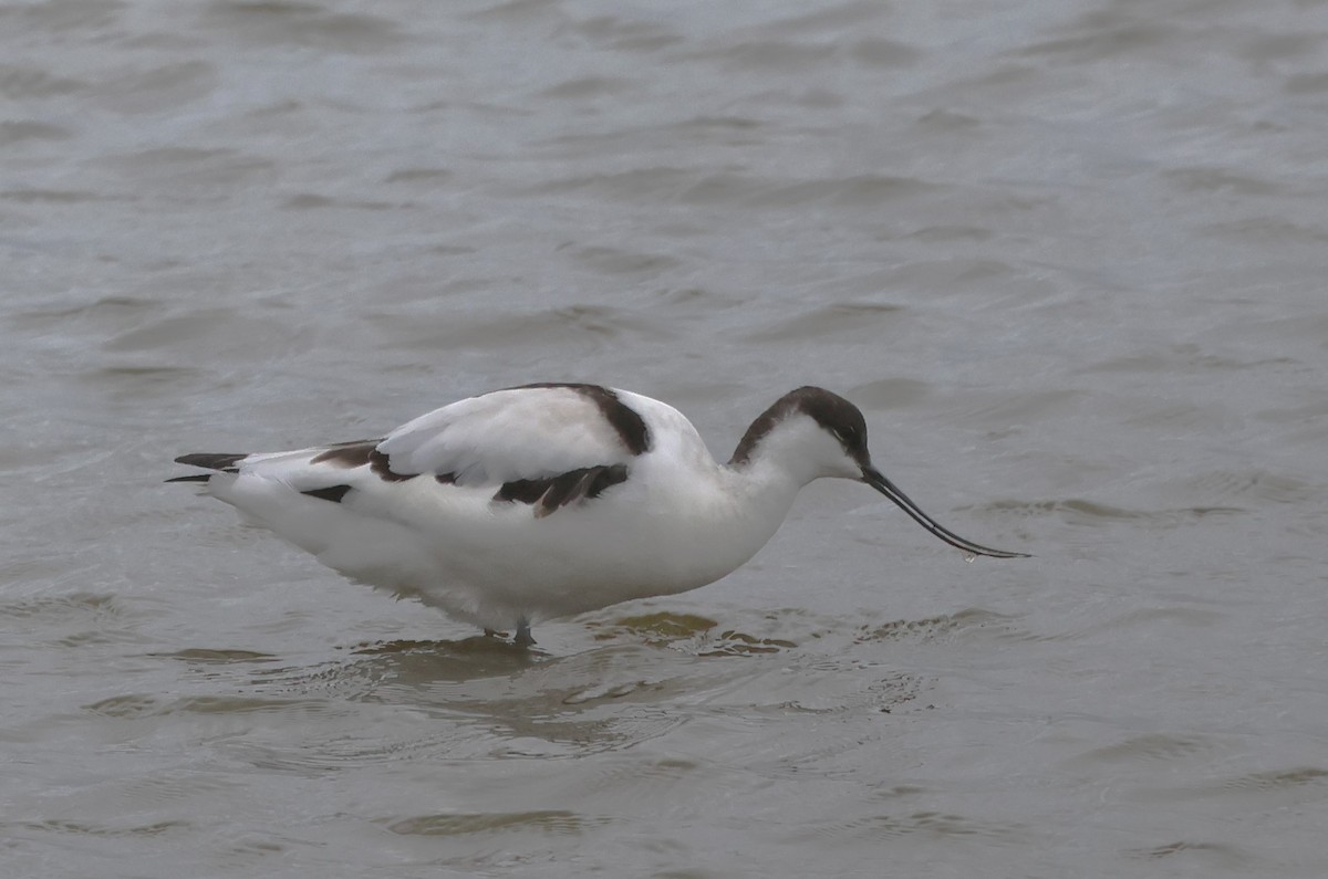 Pied Avocet - ML623610685