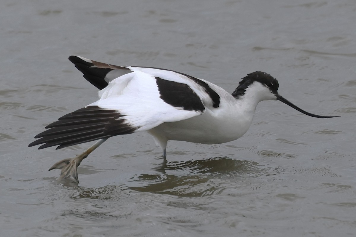 Pied Avocet - ML623610686