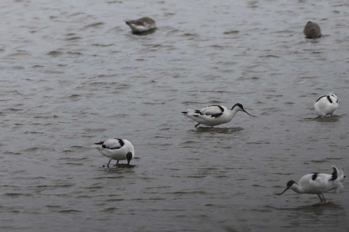 Pied Avocet - ML623610687