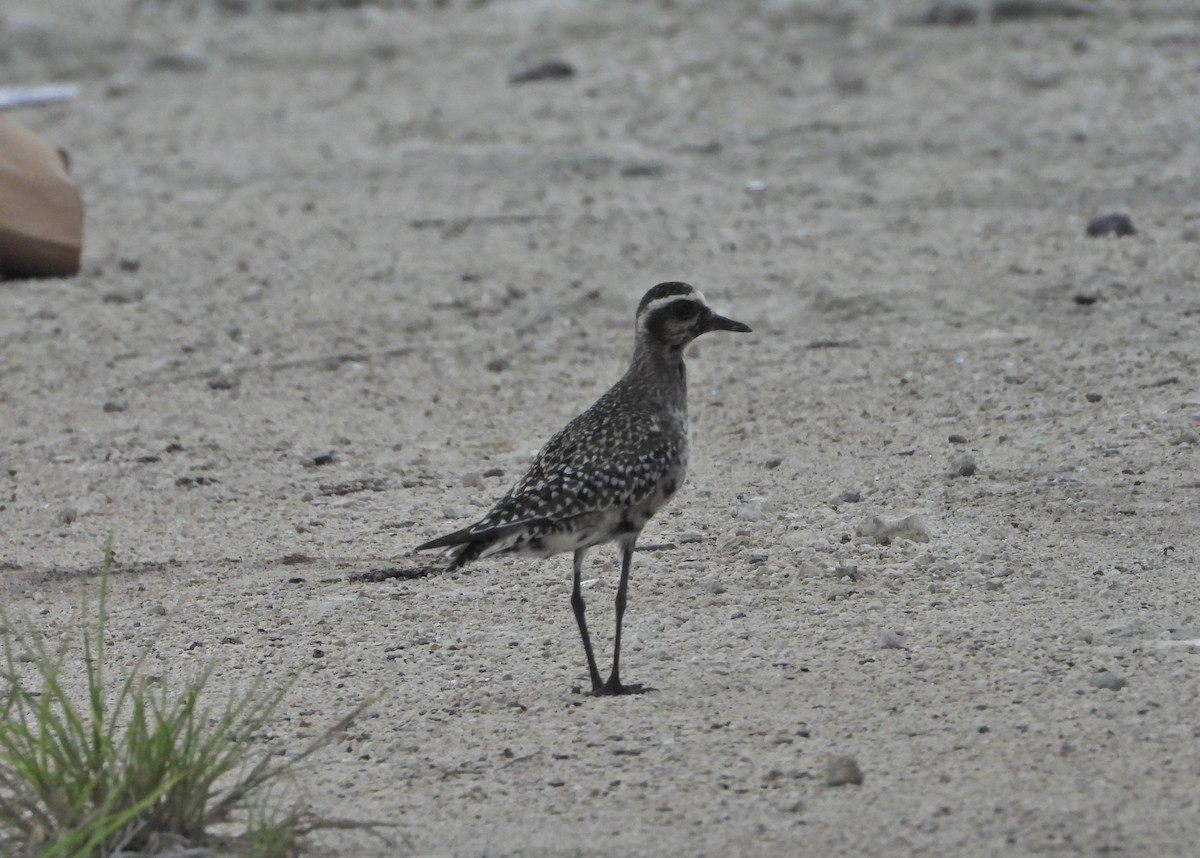 American Golden-Plover - ML623610706