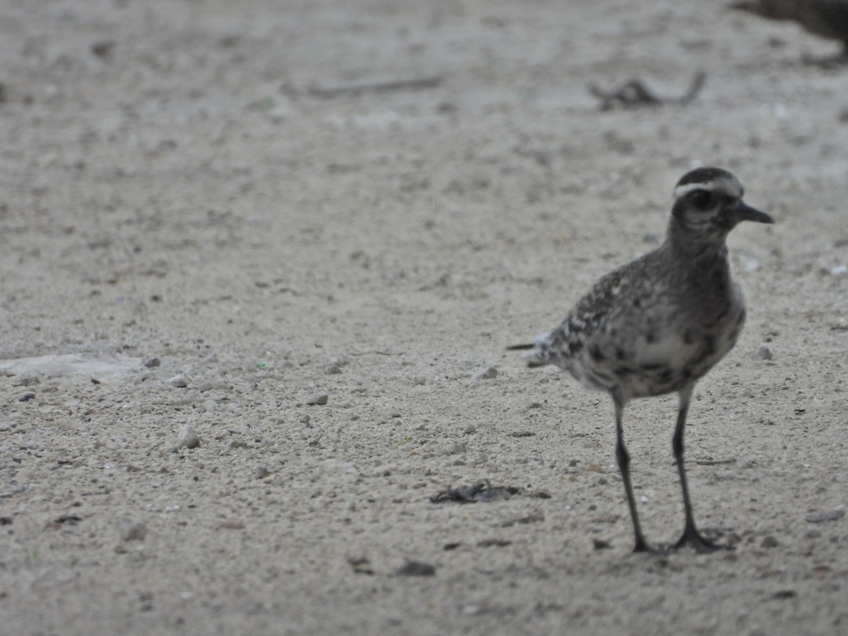 American Golden-Plover - ML623610707