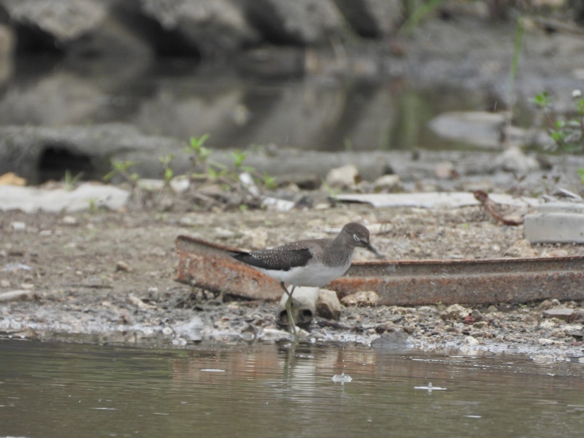 Solitary Sandpiper - ML623610758