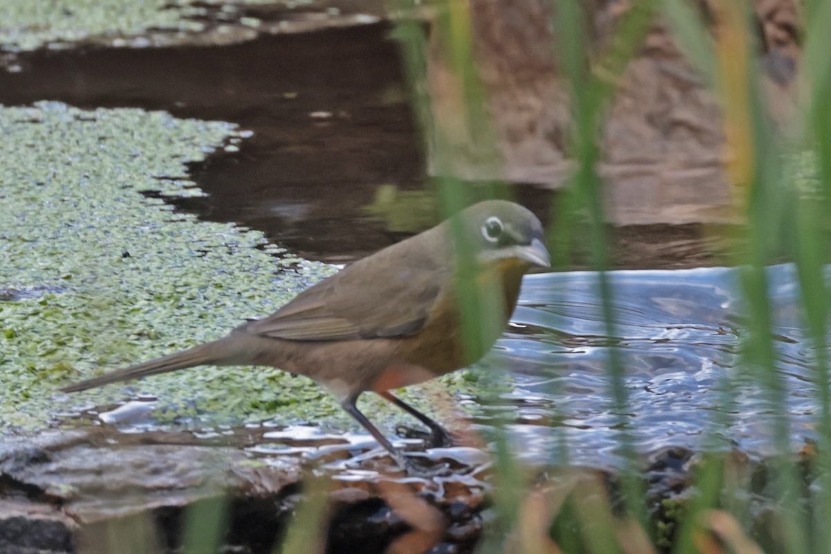 Yellow-breasted Chat - ML623610768