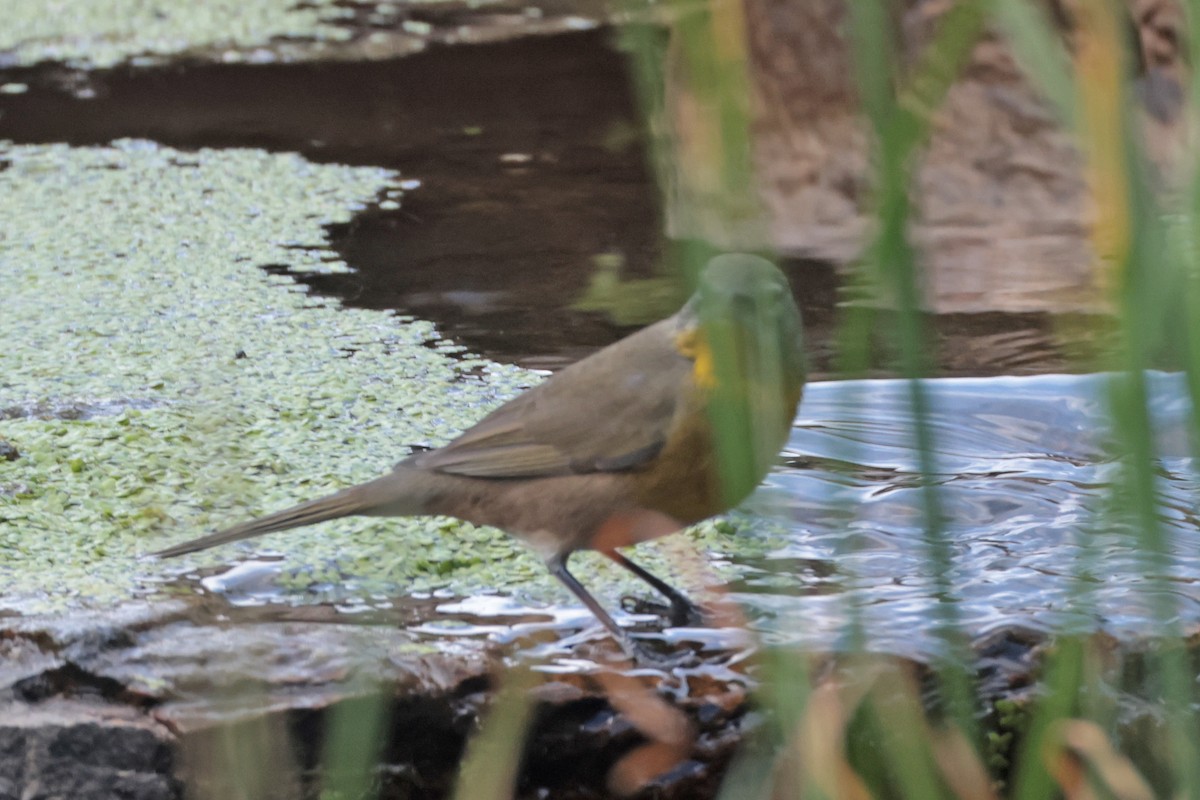 Yellow-breasted Chat - ML623610770