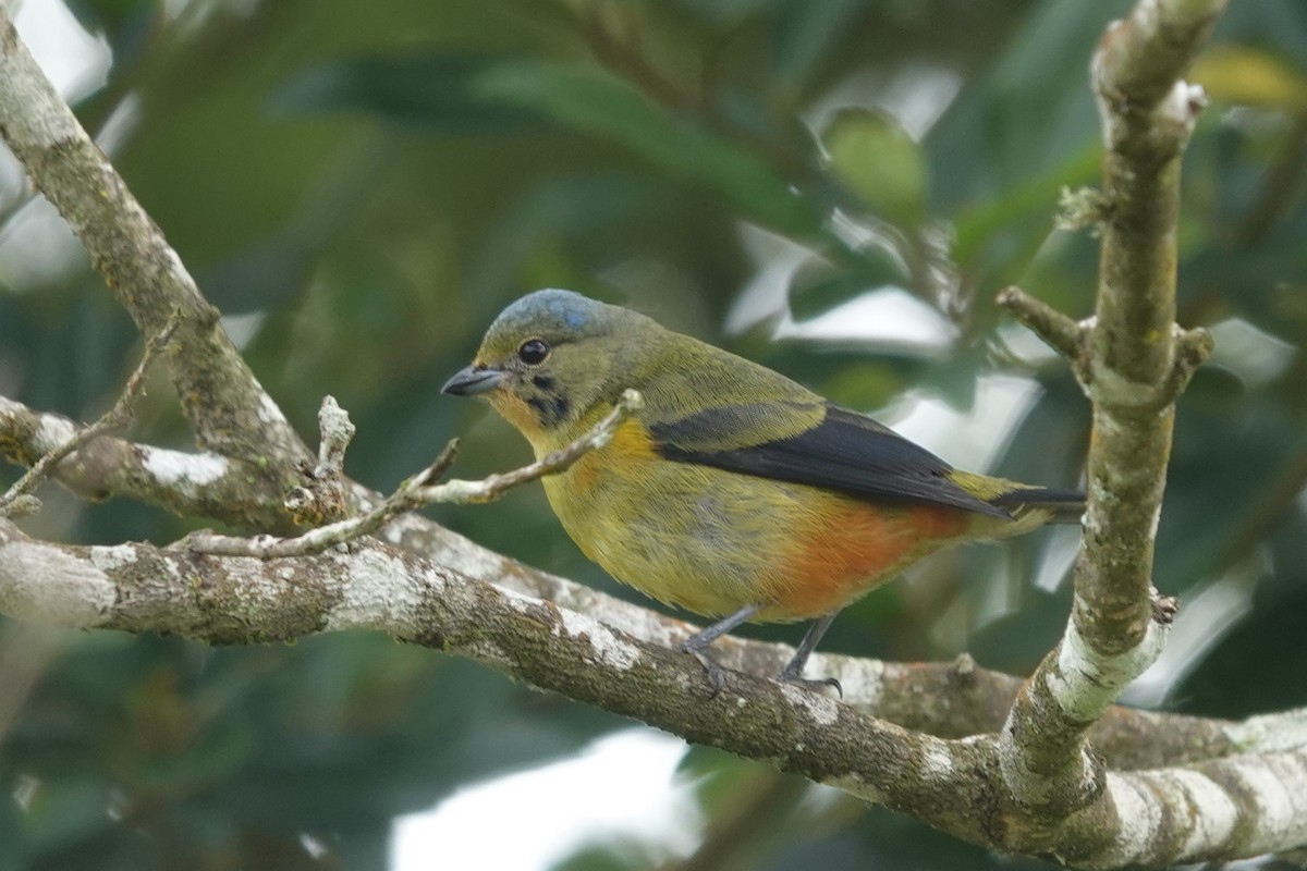 Elegant Euphonia - ML623610833