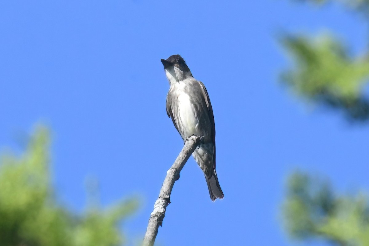 Olive-sided Flycatcher - ML623610865