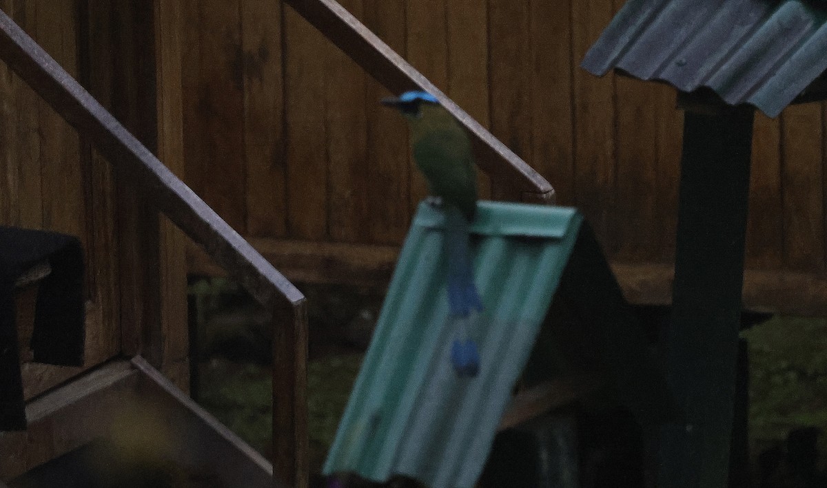 Andean Motmot - ML623610867